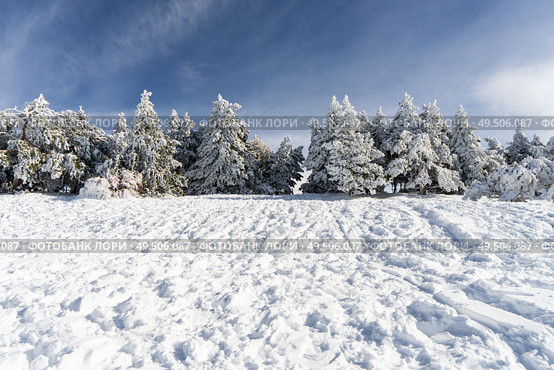Spain, Andalusia, Granada. Snowed pine treer in ski resort of Sierra Nevada in winter, full of snow. Travel and sports concepts.. Snowed pine treer in ski resort of Sierra Nevada. Стоковое фото, агентство Ingram Publishing / Фотобанк Лори