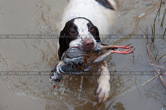 Spaniel retrieving partridge from water. Стоковое фото, агентство Ingram Publishing / Фотобанк Лори