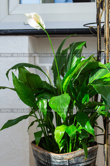 Спатифиллум (Spathiphyllum) — род многолетних вечнозелёных растений семейства Ароидные. Стоковое фото, фотограф Hanna Shapialevich / Фотобанк Лори