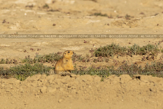 Speckled ground squirrel. Spermophilus suslicus. Wild animal in spring. Стоковое фото, фотограф Ольга Гордеева / Фотобанк Лори