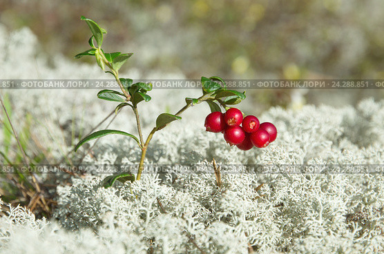 Спелые ягоды брусники (лат. Vaccinium vitis-idaea) на фоне ягеля. Стоковое фото, фотограф Елена Коромыслова / Фотобанк Лори