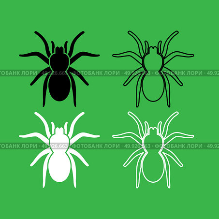 Spider or tarantula icon  Black and white color set . Spider or tarantula icon . Black and white color set . Стоковая иллюстрация, агентство Ingram Publishing / Фотобанк Лори