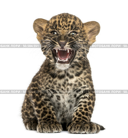 Spotted Leopard cub sitting and roaring- Panthera pardus, 7 weeks old, isolated on white. Стоковое фото, агентство Ingram Publishing / Фотобанк Лори