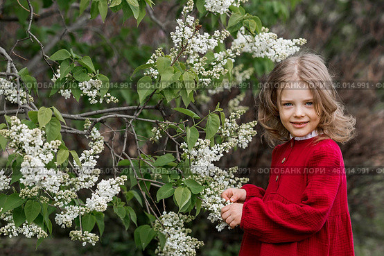 Spring blooming. Portrait of a beautiful 5-year-old little girl in a red dress in a lilac garden in nature. Childhood. Стоковое фото, фотограф Photojuli / Фотобанк Лори