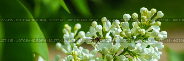 Spring blossom white flowers Lilac. Floral romantic image nature. Banner. A Bee on clusters of white lilac. Стоковое фото, фотограф Марина Демидюк / Фотобанк Лори