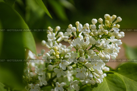 Spring blossom white flowers Lilac. Floral romantic image nature. Bee on clusters of the white lilac. Стоковое фото, фотограф Марина Демидюк / Фотобанк Лори