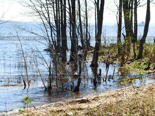 Spring floods near a forest lake or river. The water has reached the shore and flooded the coastal trees and bushes. Young shoots and dry grass are visible in the foreground, and tree trunks standing right in the water are in the background. The surface of the reservoir sparkles in the sunlight, and in the distance you can see the horizon with a small island. The photo conveys an atmosphere of silence, the awakening of nature, and the interaction of water and forest. Стоковое фото, фотограф Анна Кривицкая / Фотобанк Лори