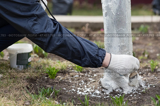 Spring gardening. Whitewashing of fruit trees from insects and diseases. A tree trunk and a gardener's hand with a brush and whitewash, coloring an apple tree. Стоковое фото, фотограф Photojuli / Фотобанк Лори