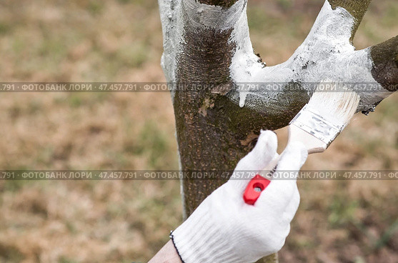 Spring gardening. Whitewashing of fruit trees from insects and diseases. A tree trunk and a gardener's hand with a brush and whitewash, coloring an apple tree. Стоковое фото, фотограф Photojuli / Фотобанк Лори