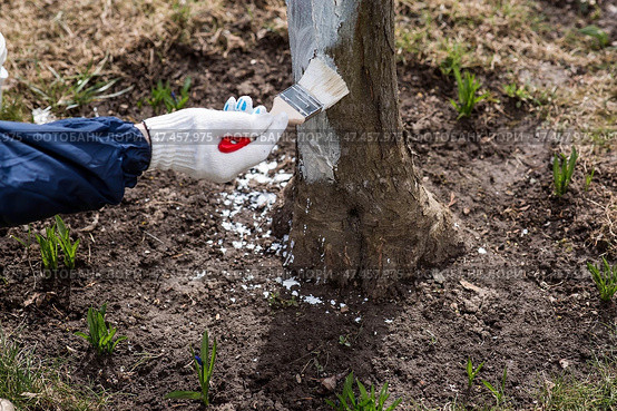 Spring gardening. Whitewashing of fruit trees from insects and diseases. A tree trunk and a gardener's hand with a brush and whitewash, coloring an apple tree. Стоковое фото, фотограф Photojuli / Фотобанк Лори
