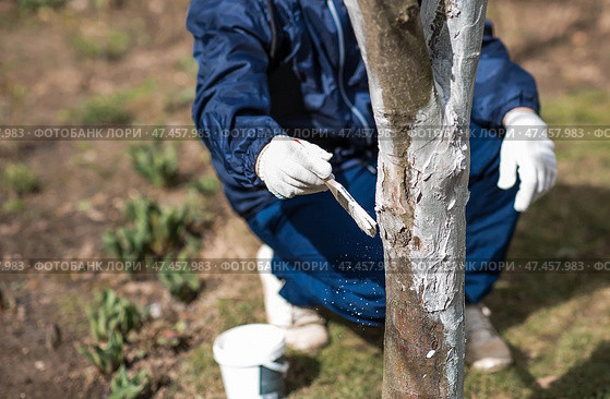 Spring gardening. Whitewashing of fruit trees from insects and diseases. A tree trunk and a gardener's hand with a brush and whitewash, coloring an apple tree. Стоковое фото, фотограф Photojuli / Фотобанк Лори