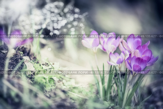 Spring nature background with pretty crocuses  flowers in garden or park, outdoor. Стоковое фото, агентство Ingram Publishing / Фотобанк Лори