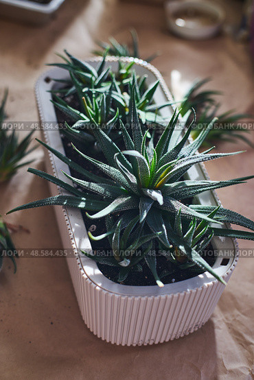 Spring replanting of indoor flowers. Replanting of Haworthiopsis - Haworthia Fasciata or Zebra Aloe plant, separation of new shoots. Стоковое фото, фотограф Ирина Буракова / Фотобанк Лори