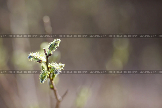 Spring, wallpaper with nature. Tree branches in close-up. New spring foliage appears on the branches. A tree or shrub that is budding. Seasonal forests, blurred background. Стоковое фото, фотограф Photojuli / Фотобанк Лори
