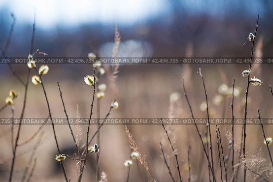 Spring, wallpaper with nature. Tree branches in close-up. New spring foliage appears on the branches. A tree or shrub that is budding. Seasonal forests, blurred background. Стоковое фото, фотограф Photojuli / Фотобанк Лори
