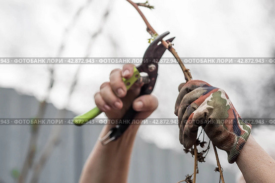 Spring work in the garden. The gardener's hand with a pruner. Pruning raspberry and blackberry bushes with pruning shears. Cottage and vegetable garden, gardening, bush care. Стоковое фото, фотограф Photojuli / Фотобанк Лори
