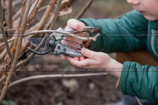 Spring work in the garden. The gardeners hand with a pruner. Pruning hydrangea bushes with pruning shears. Cottage and garden, gardening, flower care. Стоковое фото, фотограф Photojuli / Фотобанк Лори
