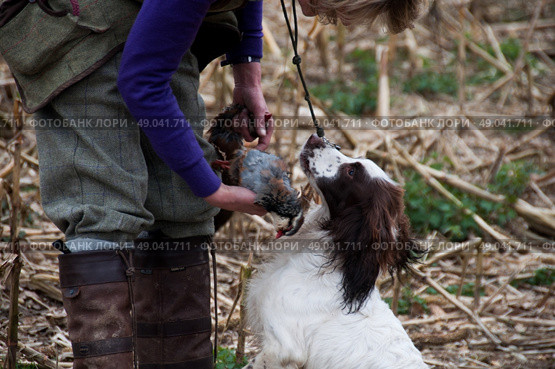 Springer spaniel retrieving a partridge to hand. Стоковое фото, агентство Ingram Publishing / Фотобанк Лори