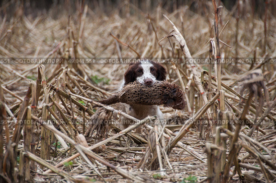 Springer spaniel retrieving pheasant through a maize field. Стоковое фото, агентство Ingram Publishing / Фотобанк Лори