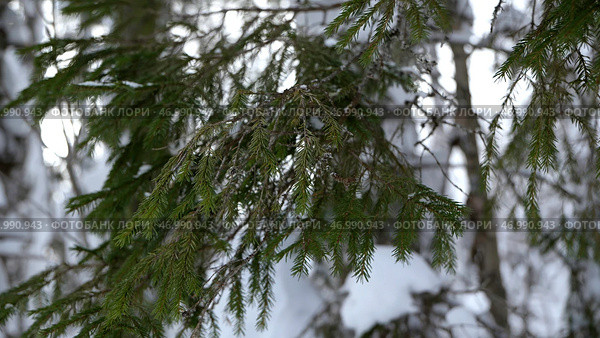 Spruce branches beautifully snowed in the forest. Стоковое фото, фотограф David Kashakhi / Фотобанк Лори