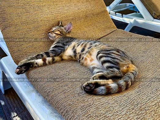 Спящий на отельном лежаке полосатый кот. Кемер (2022 год). Стоковое фото, фотограф Владимир Шипикин / Фотобанк Лори