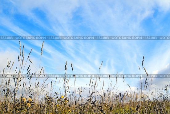 Среди осенней травы. Among an autumn grass. Стоковое фото, фотограф Анатолий Теребенин / Фотобанк Лори