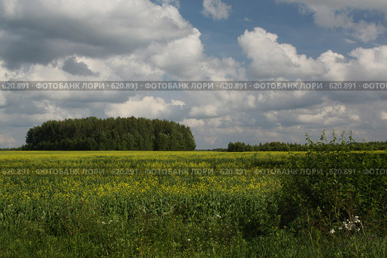 Средине поля березовая роща. Выращивание рапса (2008 год). Стоковое фото, фотограф Aleksander Kaasik / Фотобанк Лори