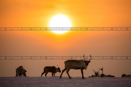 Стадо оленей на фоне солнца на Ямале. Стоковое фото, фотограф Николай Гернет / Фотобанк Лори