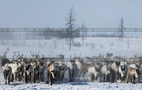 Стадо северных оленей. Стоковое фото, фотограф Александр Рюмин / ТАСС / Фотобанк Лори