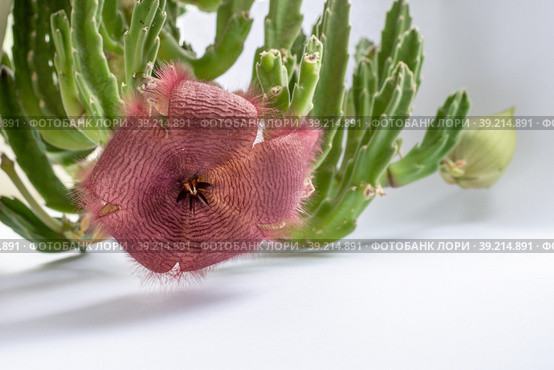 Стапелия звездообразная (Stapelia asterias) – родина пустыни Южной Африки. Стоковое фото, фотограф Анищенко Геннадий / Фотобанк Лори