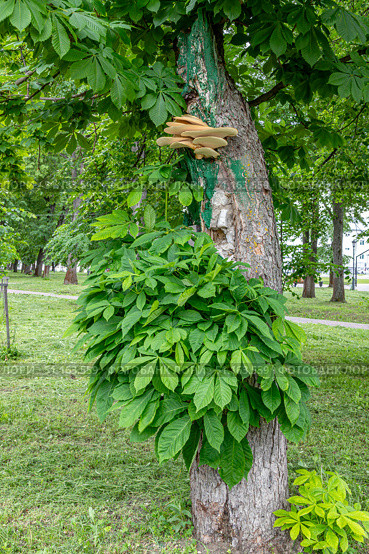 Старое дерево конского каштана (Aesculus hyppocastanicum) с повреждённой корой и древесными грибами чешуйчатого трутовика (Cerioporus squamosus) на стволе летом. Стоковое фото, фотограф Владимир Шипикин / Фотобанк Лори