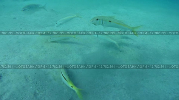 Стая Барабуль кормится на песчаном дне, Красное море, Марса-эль-Алам, бухта Абу-Дабаб, Египет. Стоковое видео, видеограф Некрасов Андрей / Фотобанк Лори