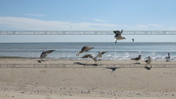 Стая чаек поедает еду на пляже, на заднем плане. Flock of seagulls eat the food on the beach. Стоковое видео, видеограф Александр Собко / Фотобанк Лори