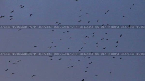 Стая черных ворон парит в воздухе. Стоковое видео, видеограф Цыбин Вадим / Фотобанк Лори