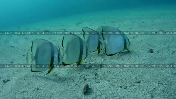 Стая Голубых платаксов над песчаным дном (Platax teira), Красное море, Марса-эль-Алам, бухта Абу-Дабаб, Египет. Стоковое видео, видеограф Некрасов Андрей / Фотобанк Лори