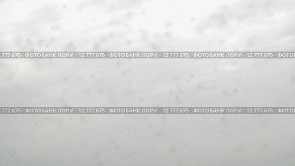 Стая мошек перед объективом. Стоковое видео, видеограф Яков Чешихин / Фотобанк Лори