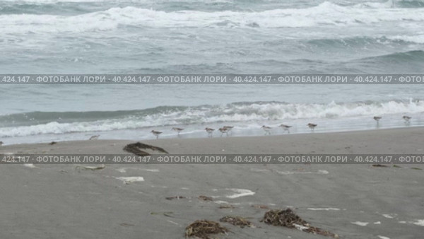 Стая птиц песчанок бегает по морскому побережью в поисках пищи. Стоковое видео, видеограф Эльвира  Трощенкова / Фотобанк Лори