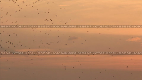 Стая птиц разворачивается в полете на фоне вечернего неба. Стоковое видео, видеограф Цыбин Вадим / Фотобанк Лори