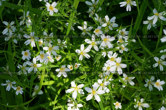Stellaria holostea or chickweed or stitchwort on a green background. White wildflower. Стоковое фото, фотограф Марина Багрова / Фотобанк Лори