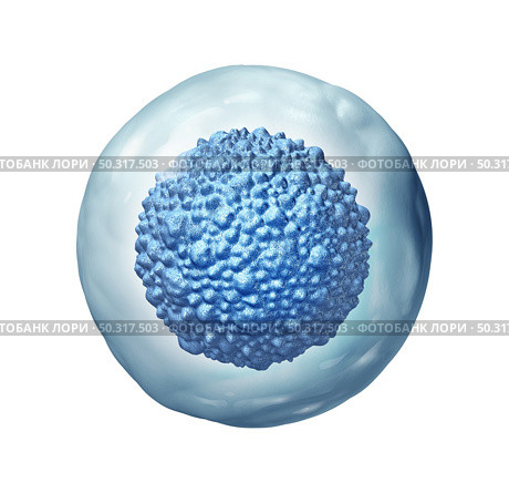 Stem cell biology as a multicellular embryonic concept or adult organismas a symbol for cellular therapy as a 3D illustration. Стоковое фото, агентство Ingram Publishing / Фотобанк Лори