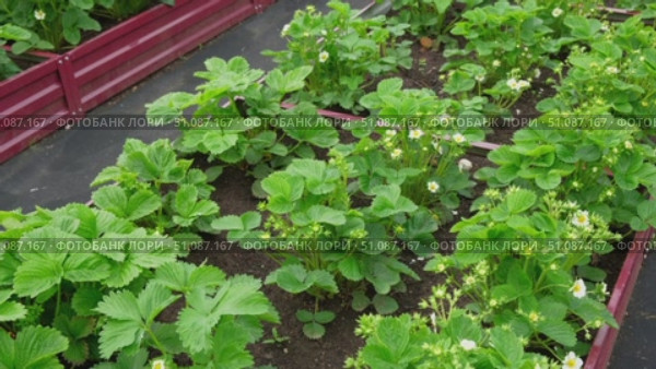 Strawberry blossom with green leaves against a soil background. Copy space for text. Close up shot of a strawberry bush with blooming flowers. One big white flower. Flowering garden healthy plants. Стоковое видео, видеограф Марина Демидюк / Фотобанк Лори