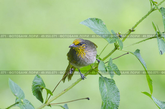 Streak-eared Bulbul (Pycnonotus blanfordi), Bird in nature. Стоковое фото, агентство Ingram Publishing / Фотобанк Лори