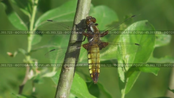 Стрекоза плоская Libellula depressa или плоскобрюх сжатый. Стоковое видео, видеограф Александр Мамонтов / Фотобанк Лори