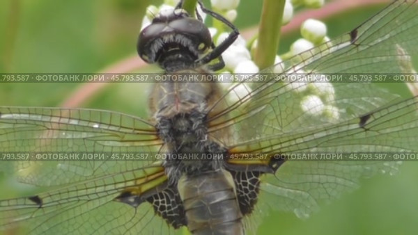 Стрекоза плоскобрюх четырёхпятнистый Libellula quadrimaculata. Стоковое видео, видеограф Александр Мамонтов / Фотобанк Лори