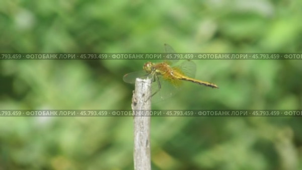 Стрекоза жёлтая Sympetrum flaveolum. Стоковое видео, видеограф Александр Мамонтов / Фотобанк Лори