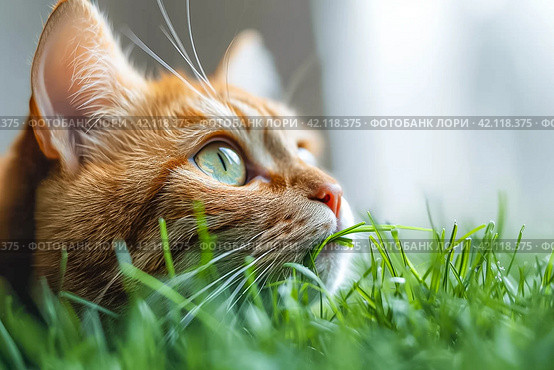 Striped cat eats green grass on white background, green succulent grass for cats, sprouted oats are good for cats. Стоковое AI-изображение, AI-художник Ирина Михайличенко / Фотобанк Лори