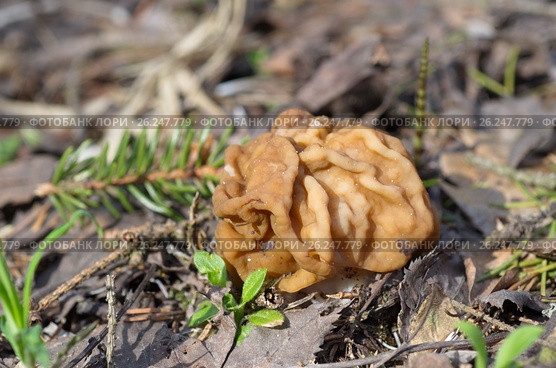 Строчок обыкновенный (лат. Gyromitra esculenta) Стоковое фото, фотограф Елена Коромыслова / Фотобанк Лори