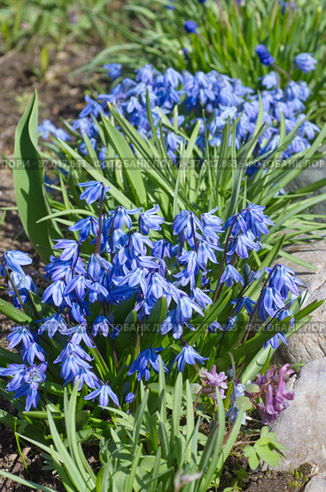 Сцилла двулистная Таурика или пролеска (лат. Scilla difolia L.) цветет весной на клумбе в саду. Стоковое фото, фотограф Елена Коромыслова / Фотобанк Лори