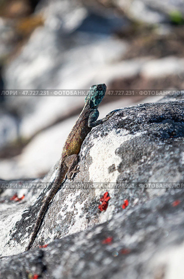 Summer animal wildlife wallpaper. Small colorful lizard in the wild on a stone. Стоковое фото, фотограф Екатерина Якименко / Фотобанк Лори