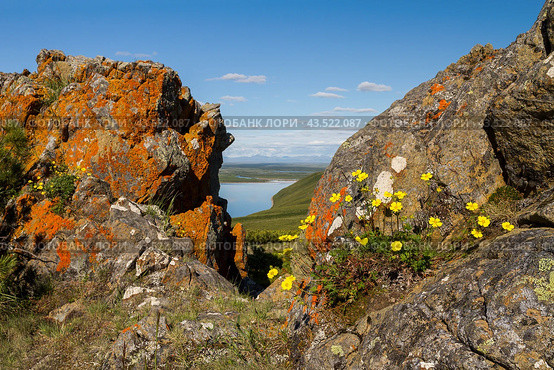Summer arctic landscape. Yellow flowers of Potentilla (cinquefoils) among the rocks. View of the stones and the river valley. Blooming plants in the summer tundra. Nature of Chukotka and Siberia. Стоковое фото, фотограф Андрей Степанов / Фотобанк Лори